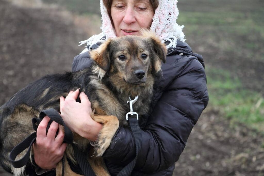 порятунок собак
