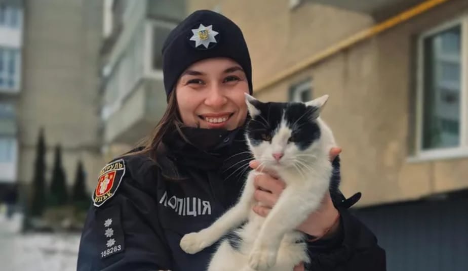 Поліція закликає водіїв зважати на котів і берегти їх узимку