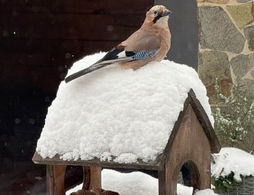 Погода 10 січня 2026 року Волинь сніг мороз