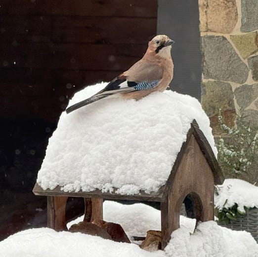 Погода 10 січня 2026 року Волинь сніг мороз