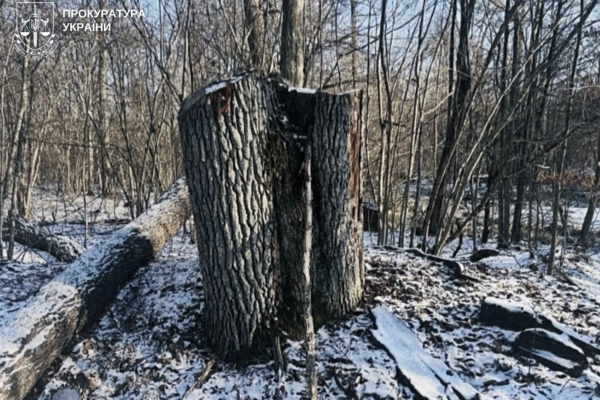 На Волині судять майстра лісу