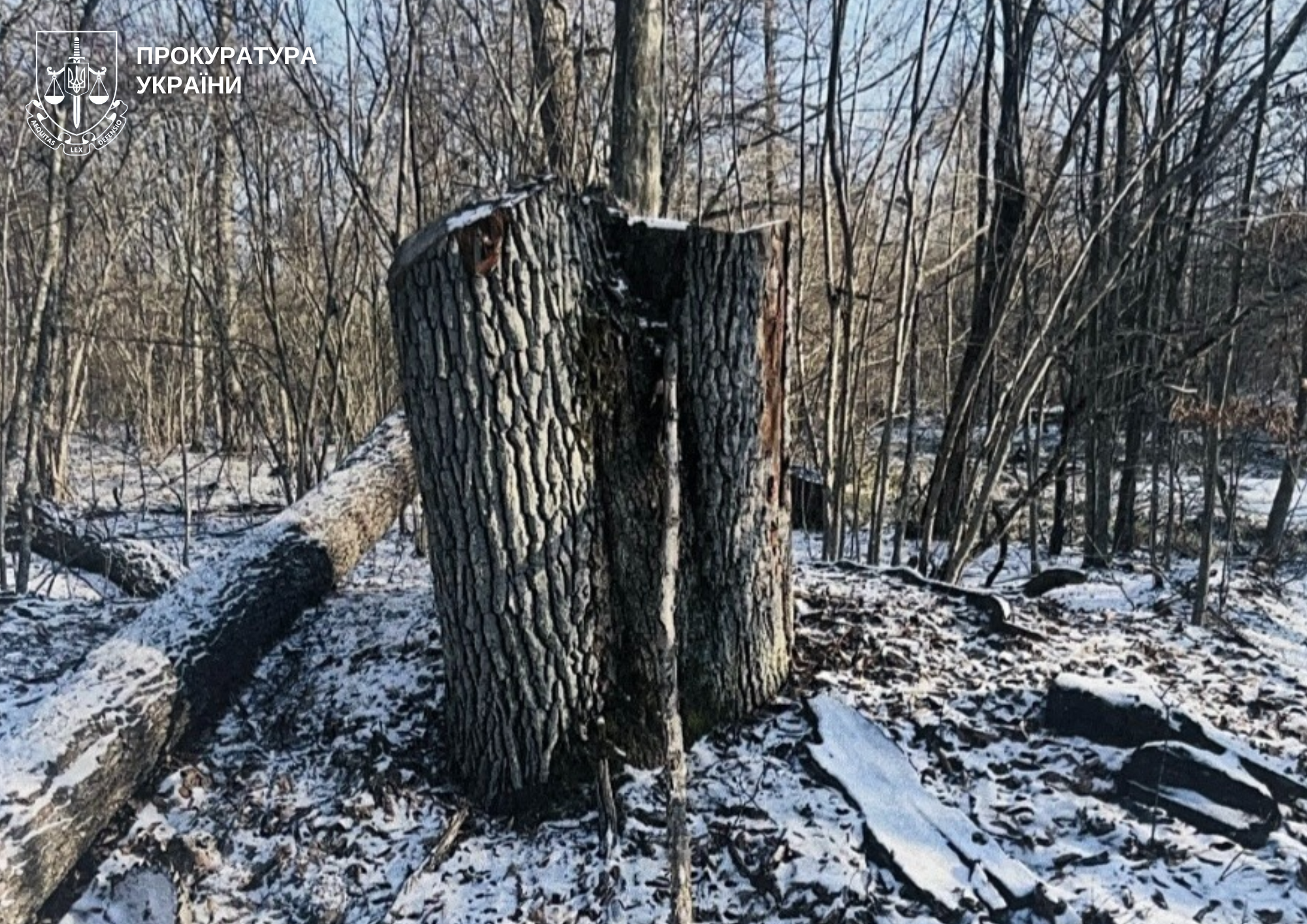 На Волині судять майстра лісу