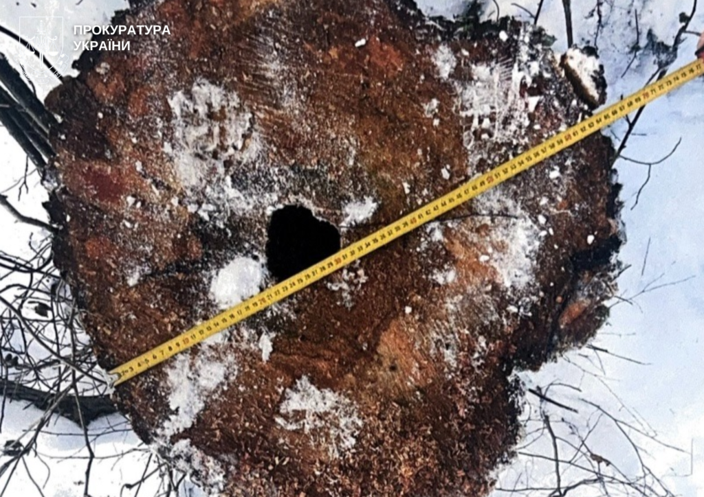 На Волині судять майстра лісу