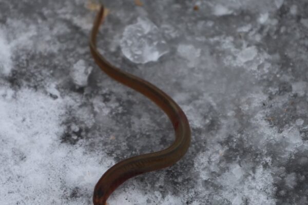 Мінога українська