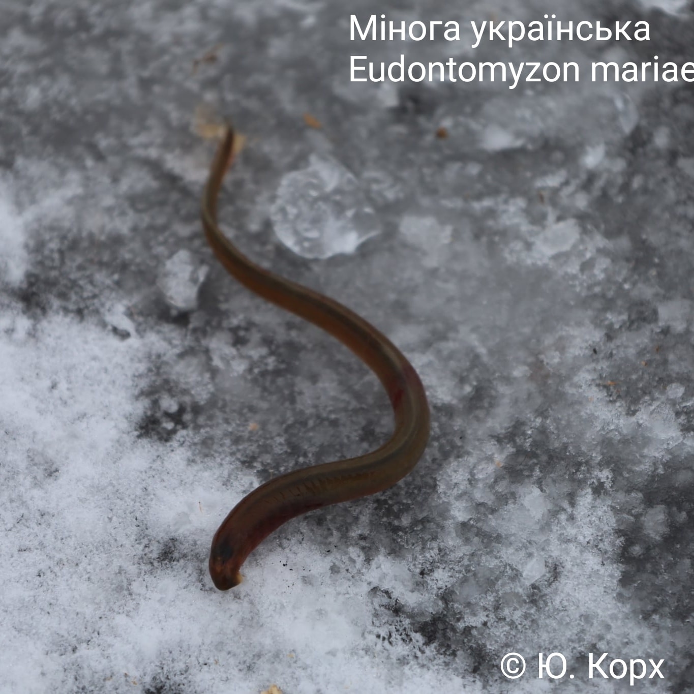 Мінога українська