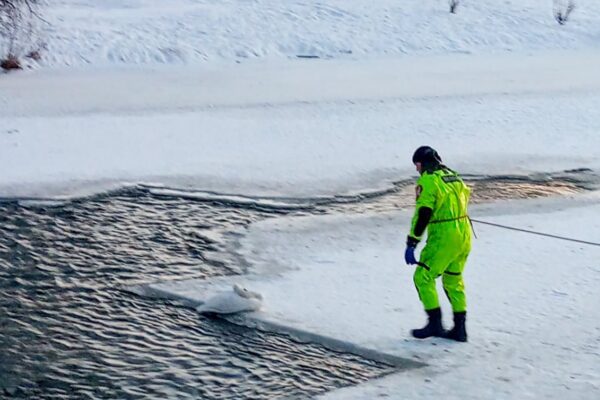 На Волині з крижаної пастки врятували лебедя 