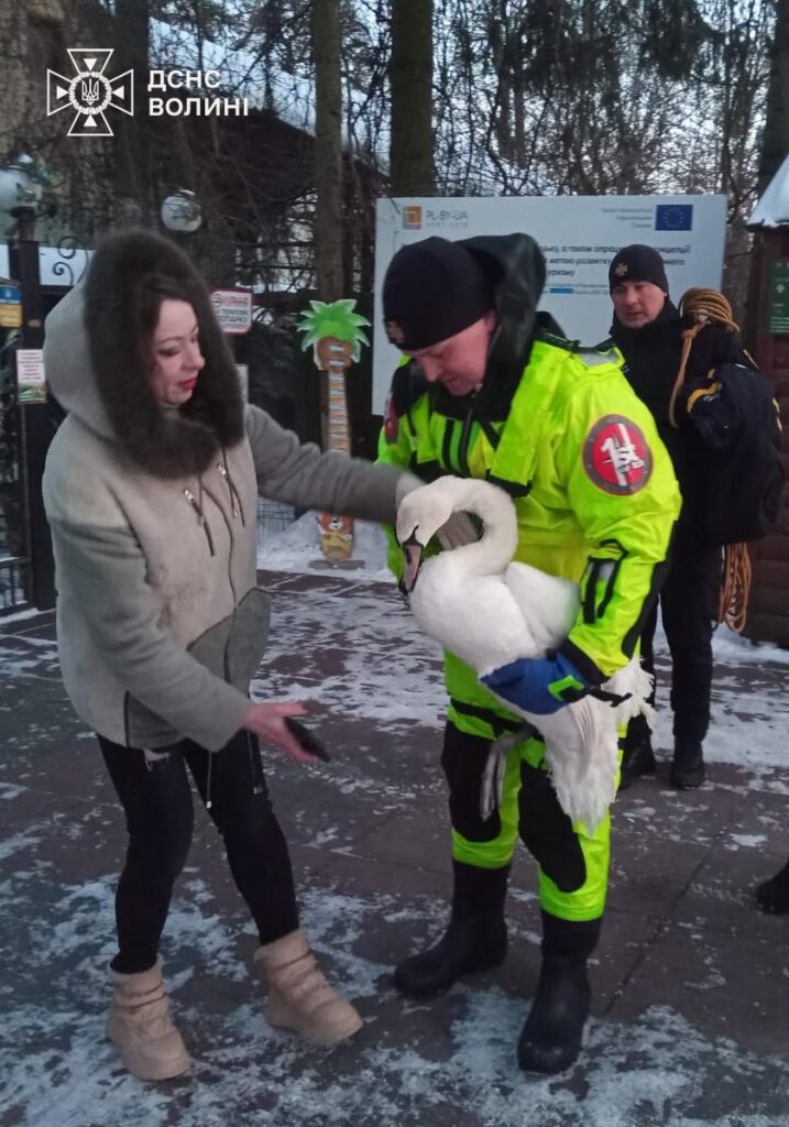 На Волині з крижаної пастки врятували лебедя 