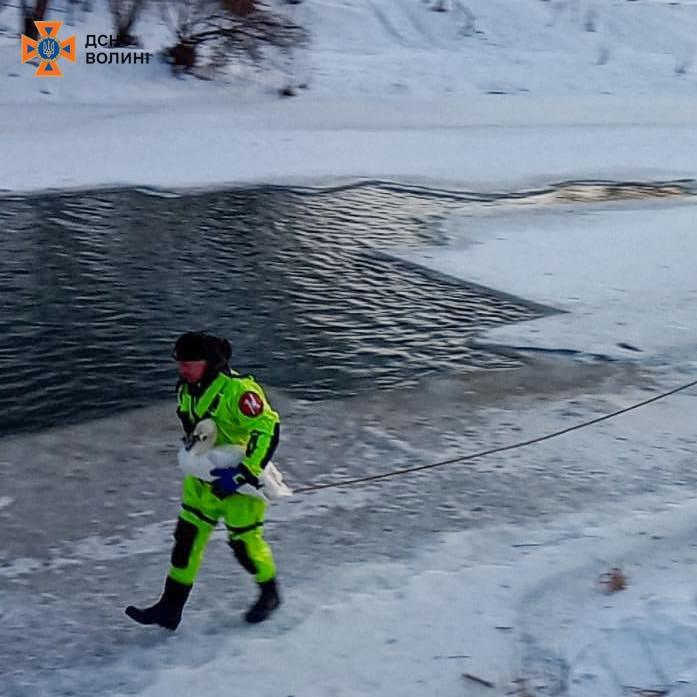 На Волині з крижаної пастки врятували лебедя 