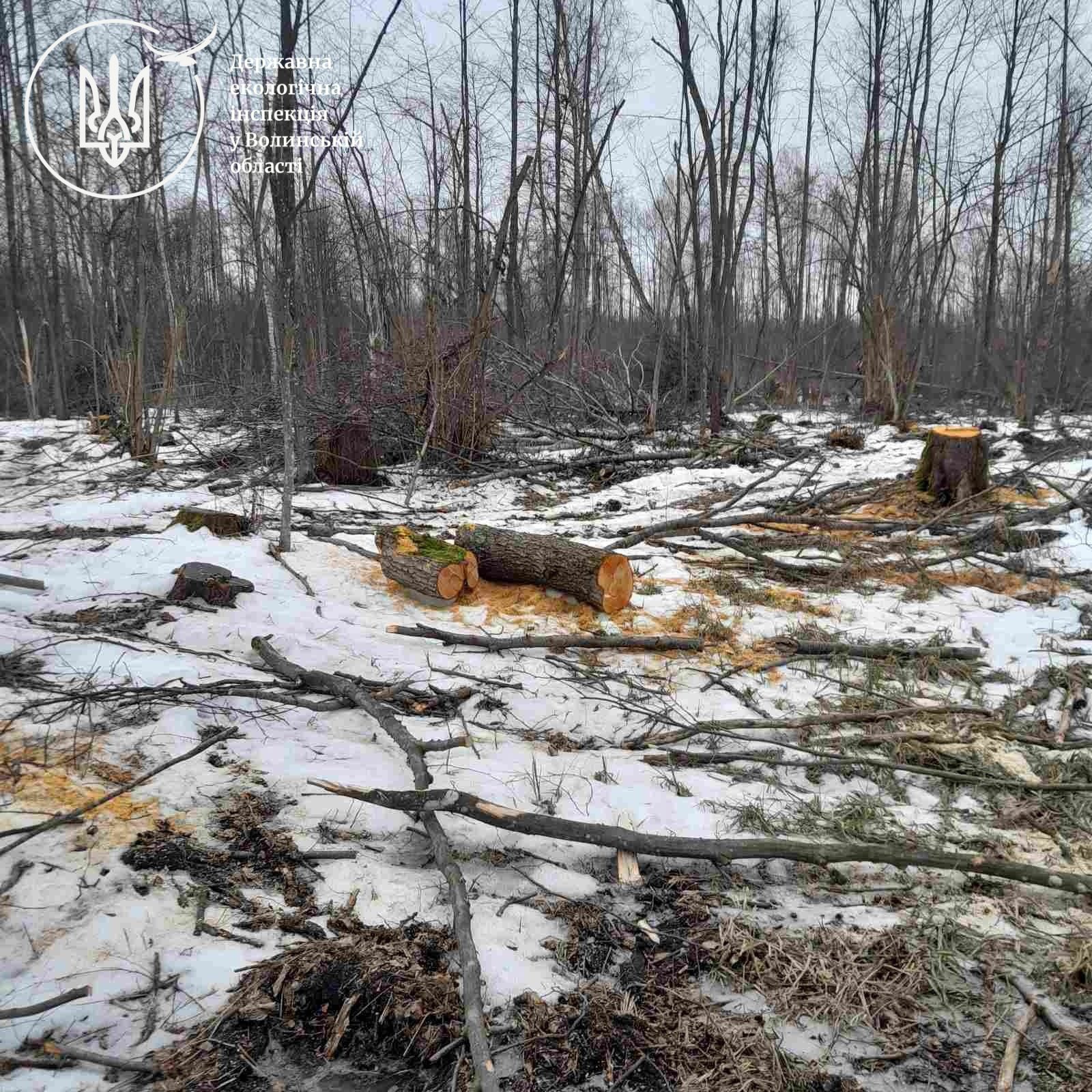 В урочищі на Волині вирубали майже 600 дерев 