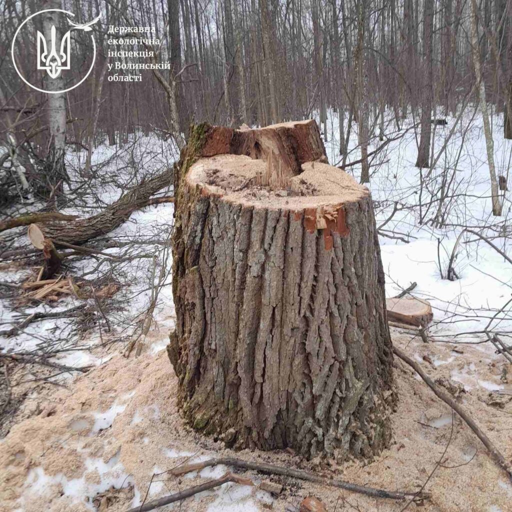 В урочищі на Волині вирубали майже 600 дерев 