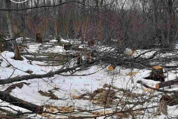 В урочищі на Волині вирубали майже 600 дерев 