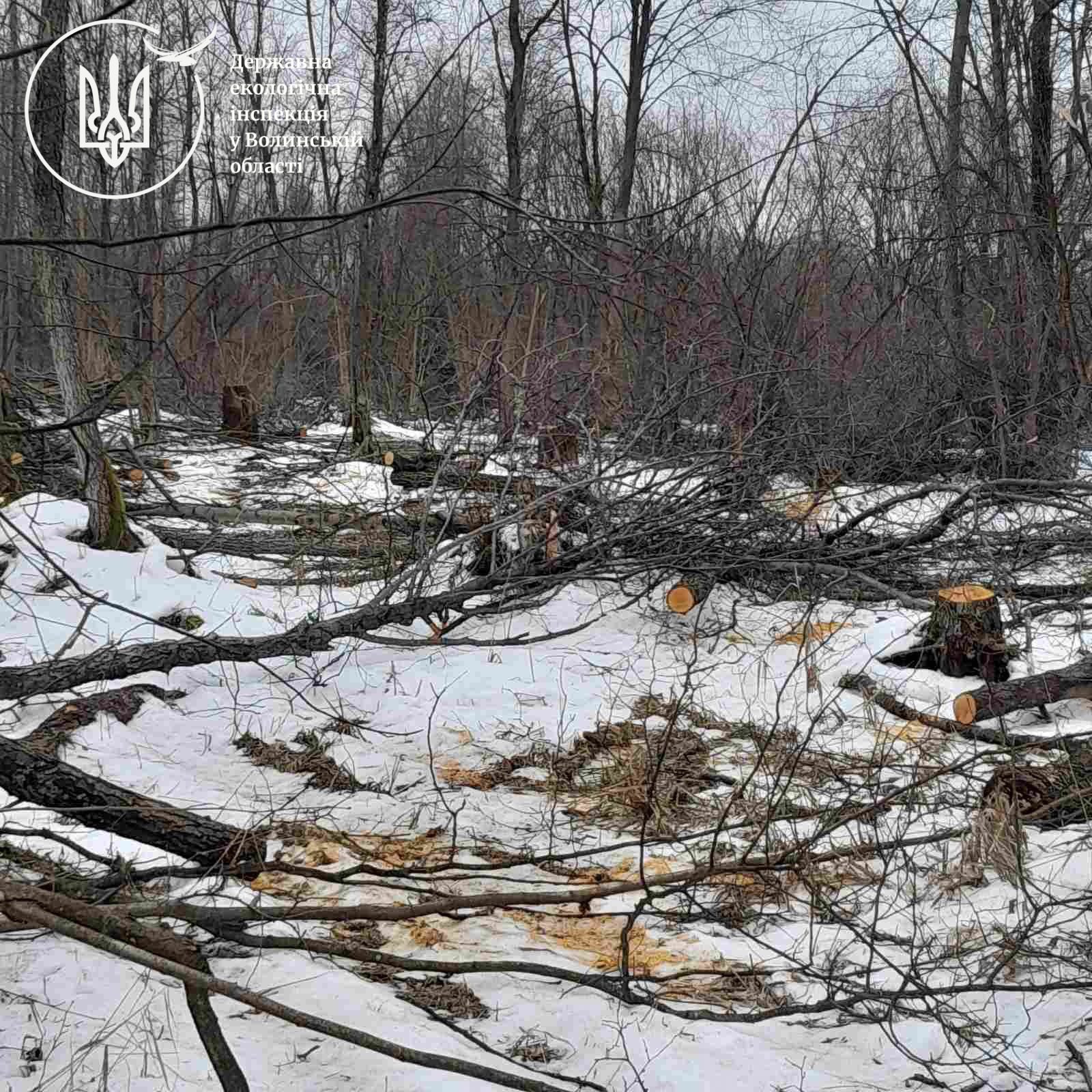 В урочищі на Волині вирубали майже 600 дерев 