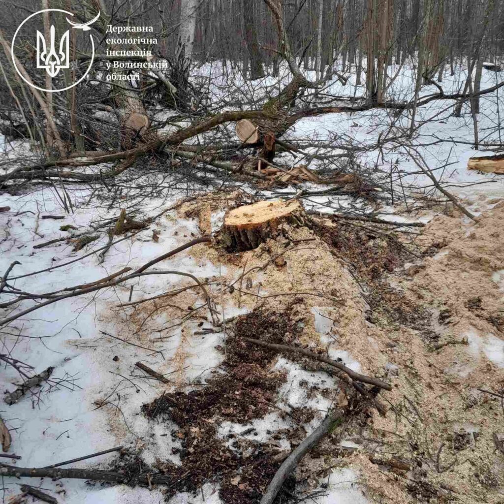 В урочищі на Волині вирубали майже 600 дерев 
