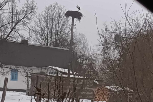 Лелеки зима Рівненщина Волинь порятунок