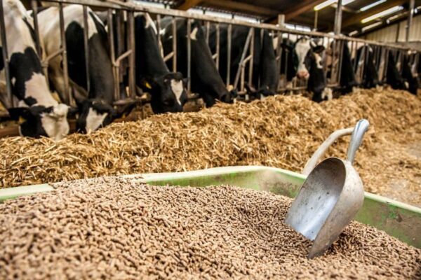 У селі на Волині хочуть побудувати комплекс з виробництва кормових добавок  