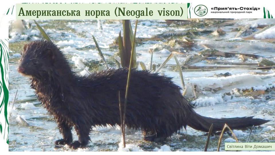 Хижак-чужинець у волинських лісах: біля річки Стохід поселилася американська норка 