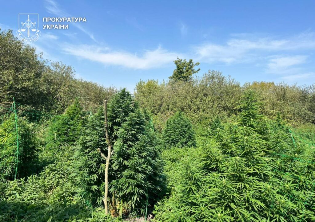 Троє членів організованої групи налагодили схему виготовлення та збуту канабісу на Волині й Рівненщині. 
