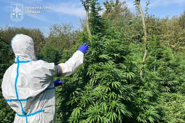 Троє членів організованої групи налагодили схему виготовлення та збуту канабісу на Волині й Рівненщині. 