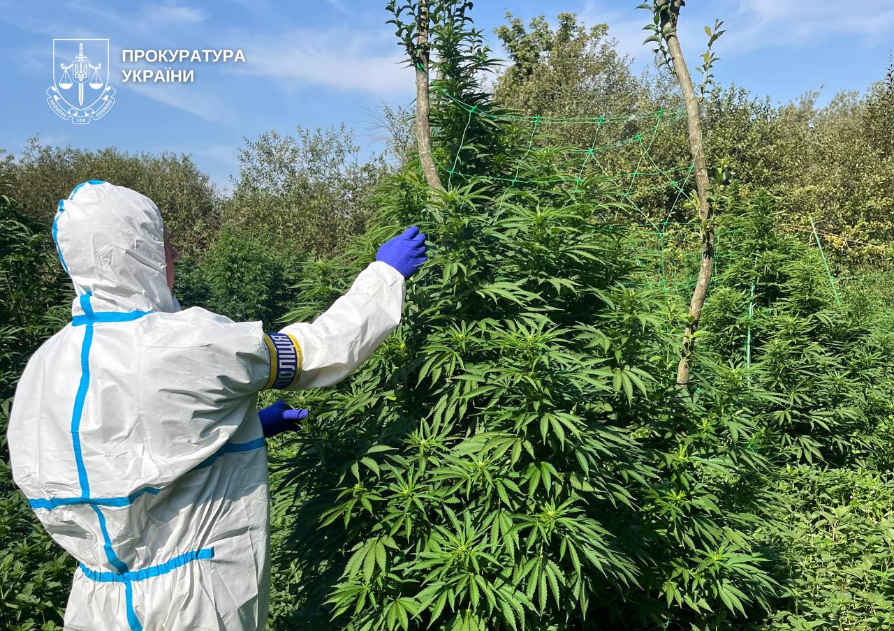 Троє членів організованої групи налагодили схему виготовлення та збуту канабісу на Волині й Рівненщині. 