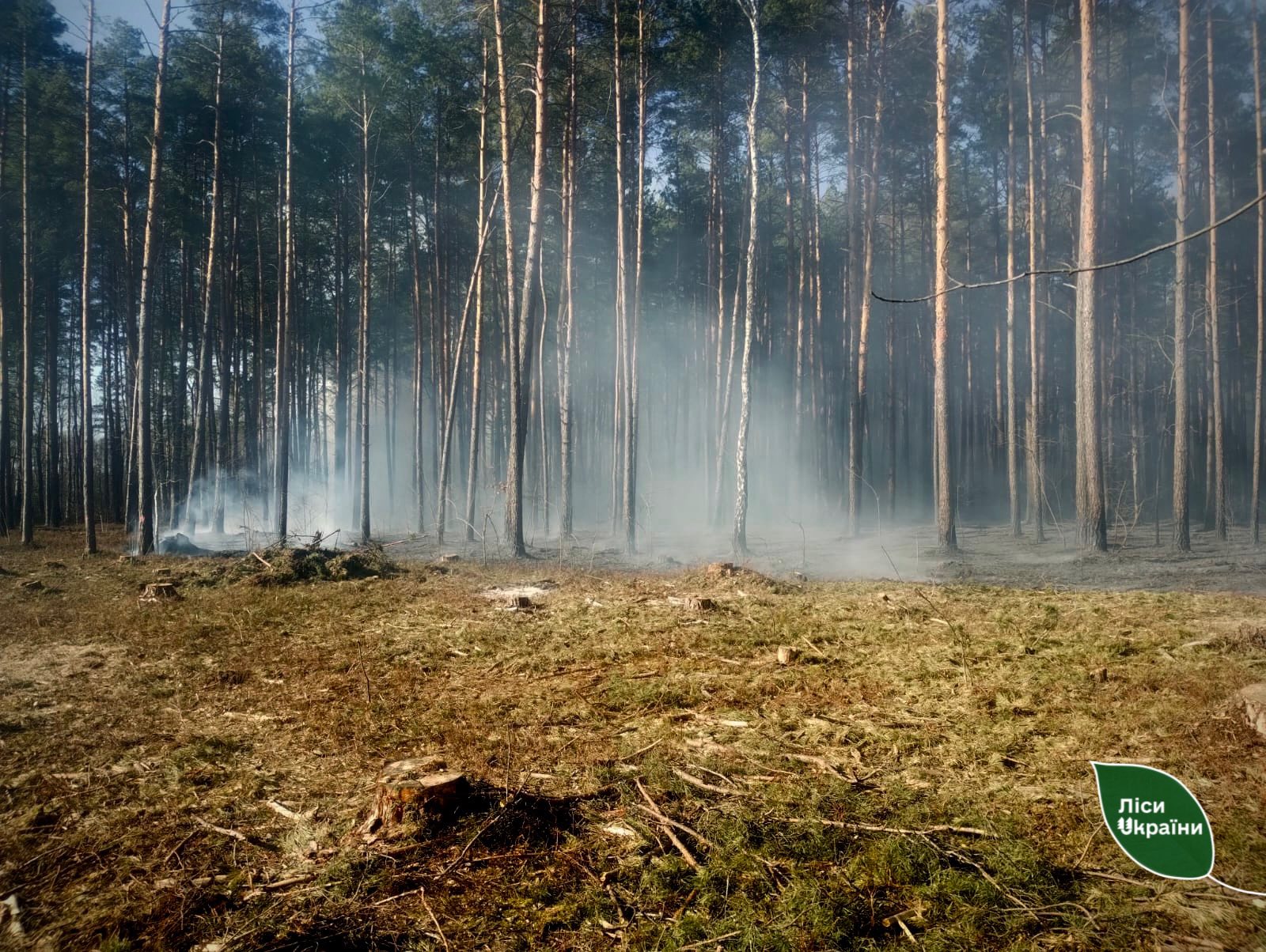 На Волині вигорів майже гектар лісу