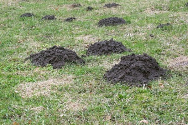 Як боротися з кротами земельна ділянка