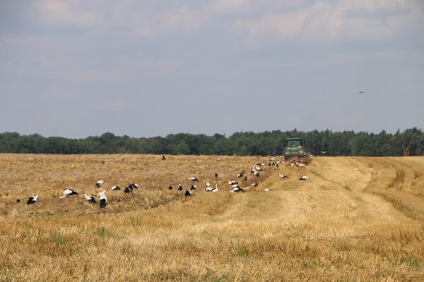Волиньобленерго лелеки гніздування платформи електроопори