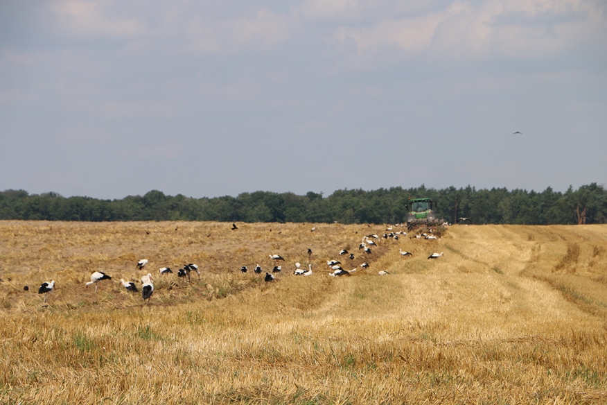 Волиньобленерго лелеки гніздування платформи електроопори