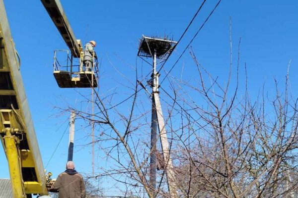 Платформи для гнізд лелек Львівська Волинська область електроопори