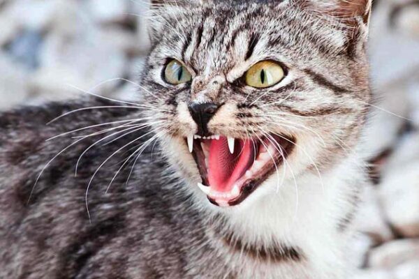 На Камінь-Каширщині виявили сказ 