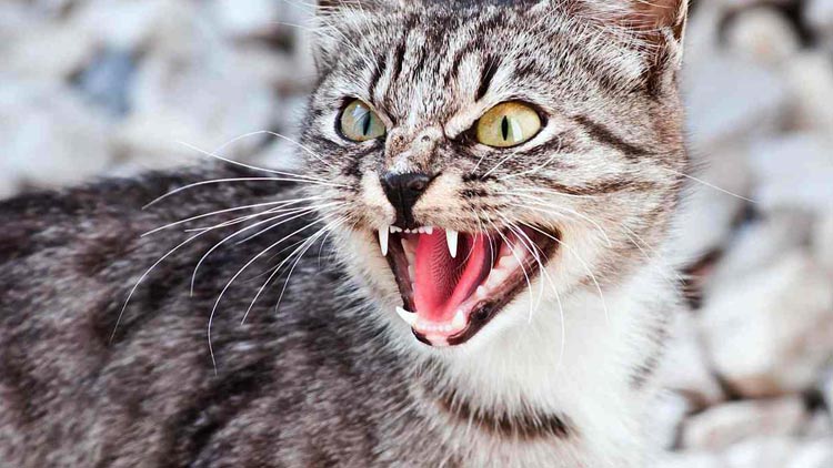 На Камінь-Каширщині виявили сказ