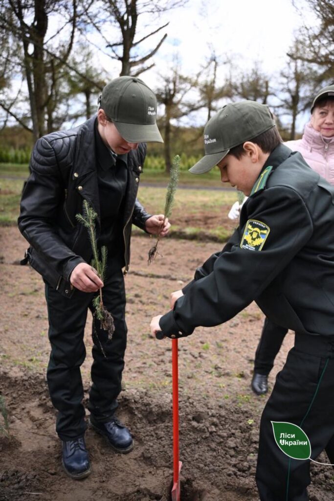 висадили пів тисячі молодих дерев - ялини колючої. 