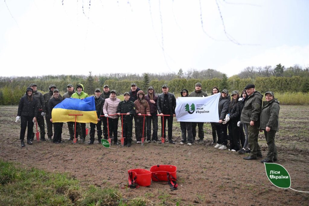 висадили пів тисячі молодих дерев - ялини колючої. 