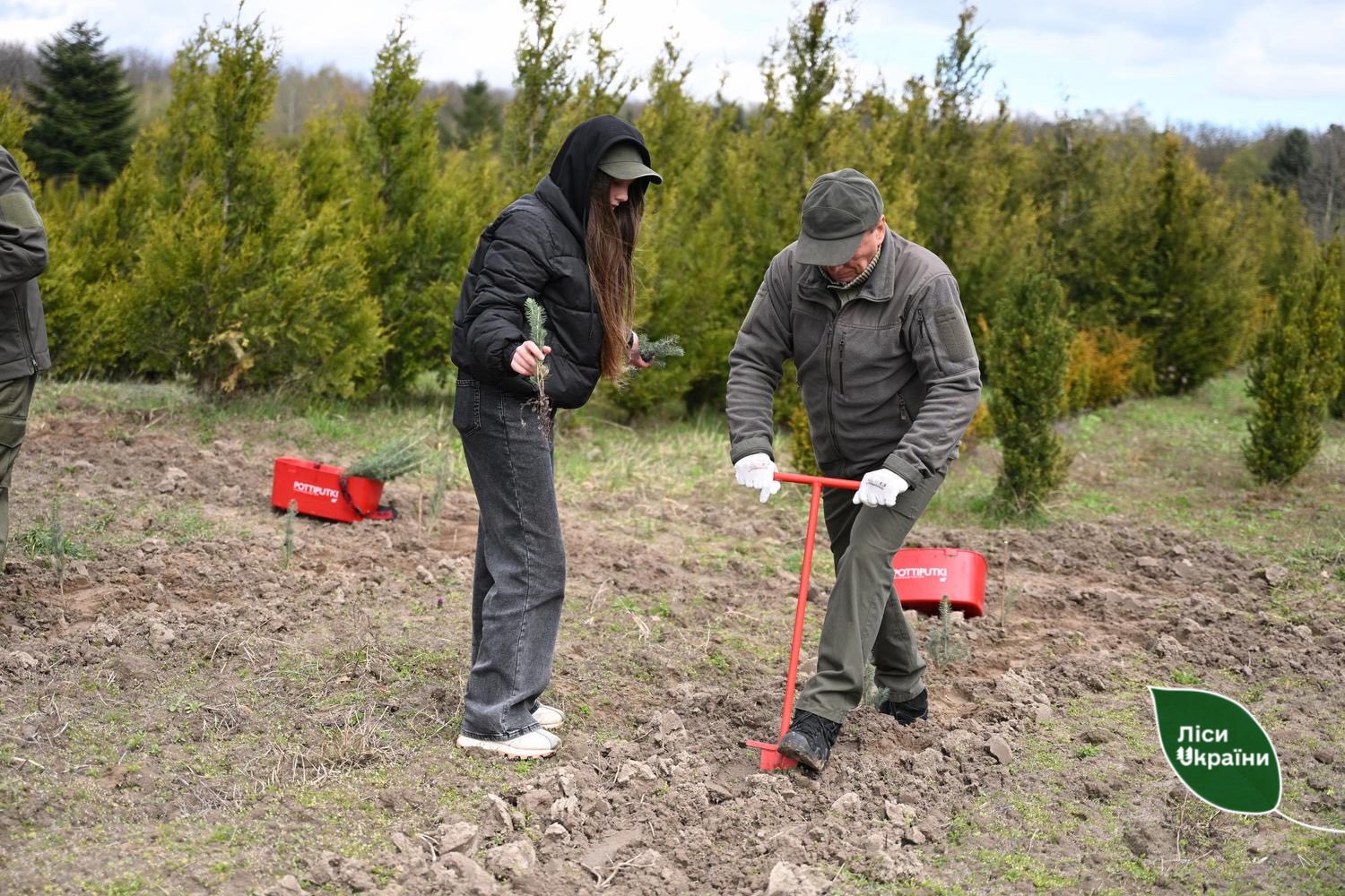 висадили пів тисячі молодих дерев - ялини колючої. 