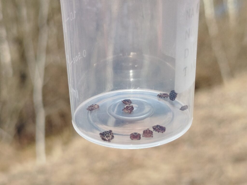 На Волині активізувалися кліщі 