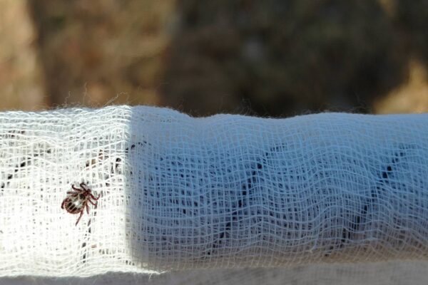 На Волині активізувалися кліщі 