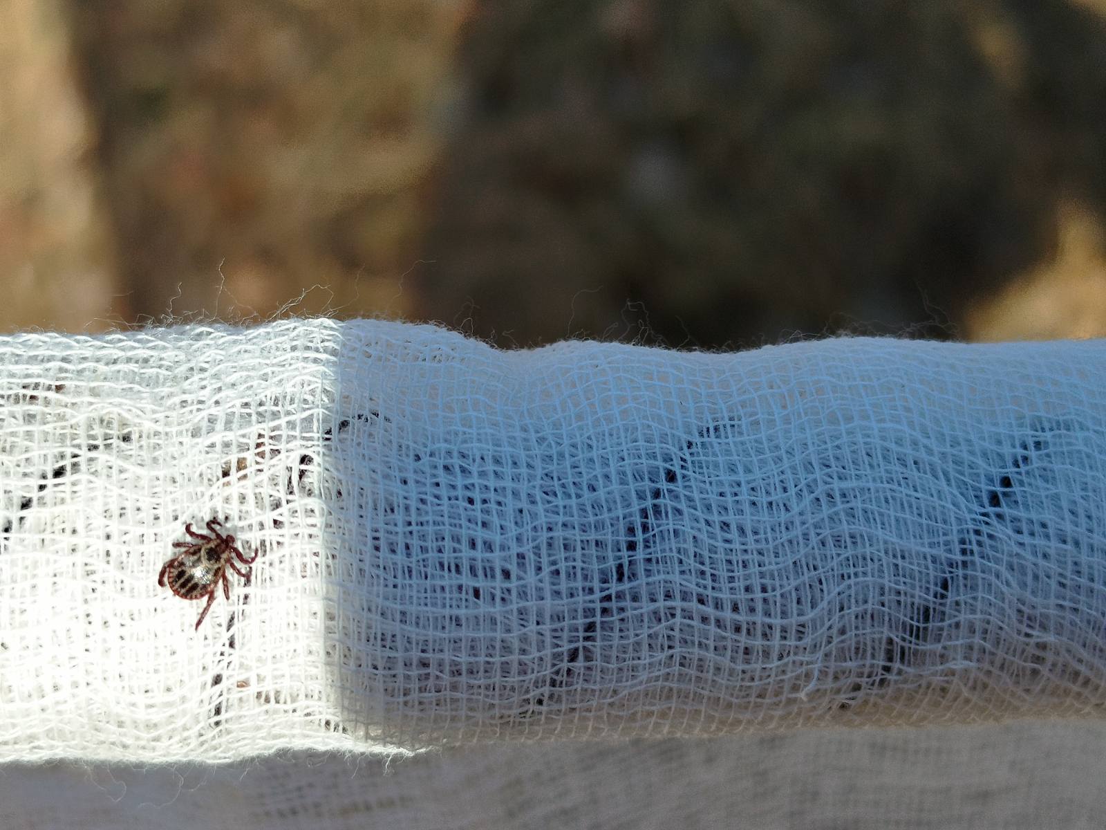 На Волині активізувалися кліщі 