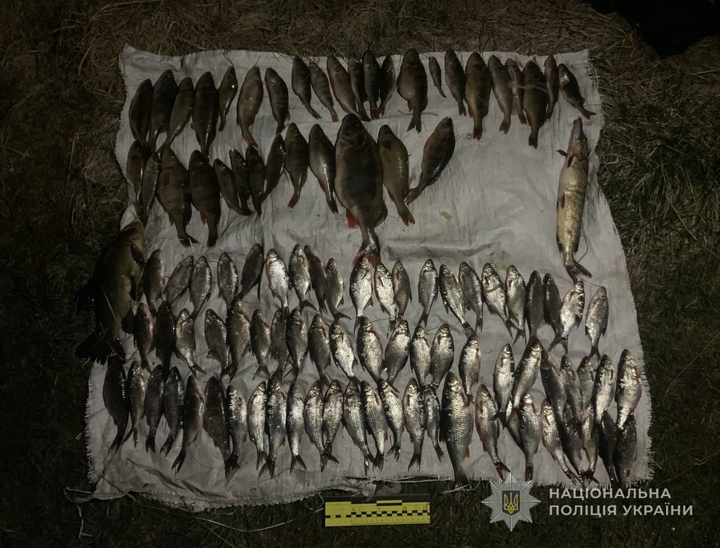 На Камінь-Каширщині чоловік наловив риби майже на пів мільйона гривень 