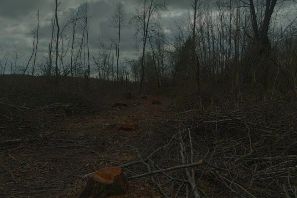 вирубка лісів Турійщина