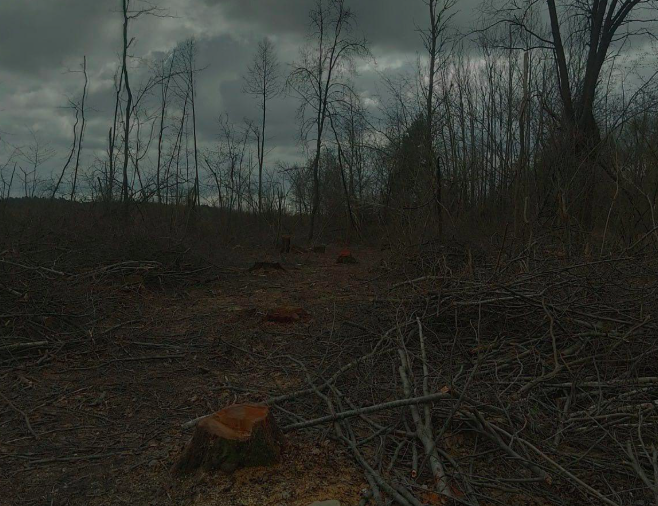 вирубка лісів Турійщина