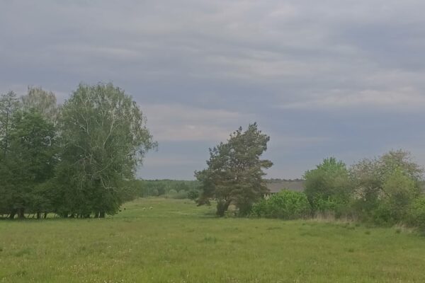 Мінекономіки реформа лісів Ігор Зубович