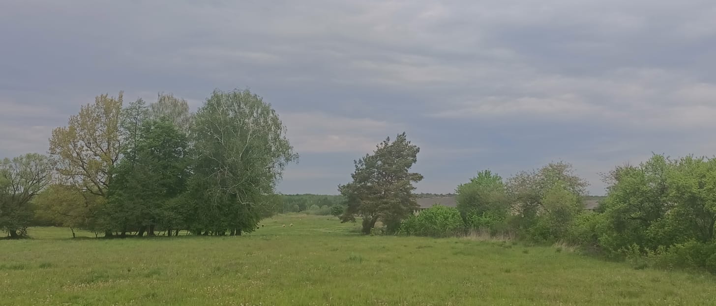 Мінекономіки реформа лісів Ігор Зубович