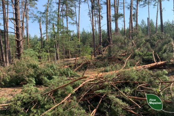Вчорашній бурелом знищив близько 200 га лісу на  Волині 