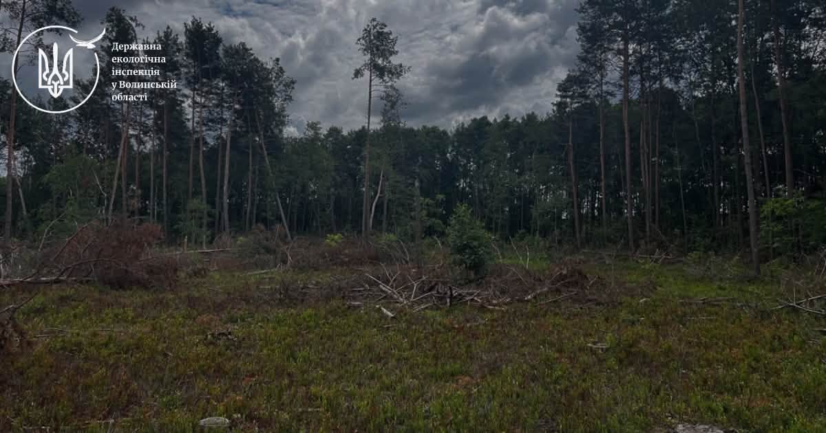 Вирубка лісу на Волині