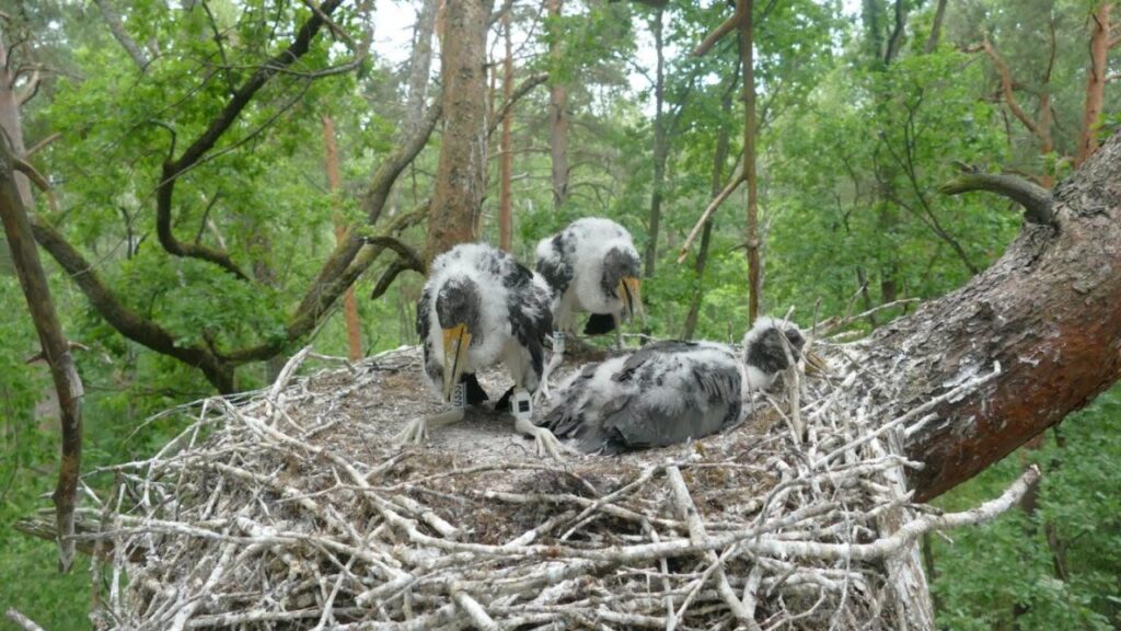 На Волині закільцювали рідкісних чорних лелек