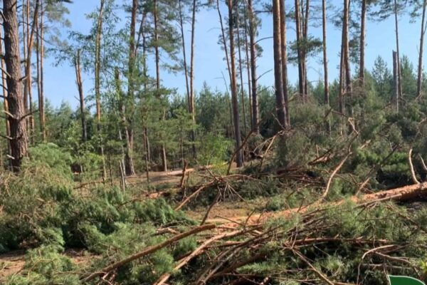 Після буревію на Волині пошкоджено близько 200 гектарів лісів
