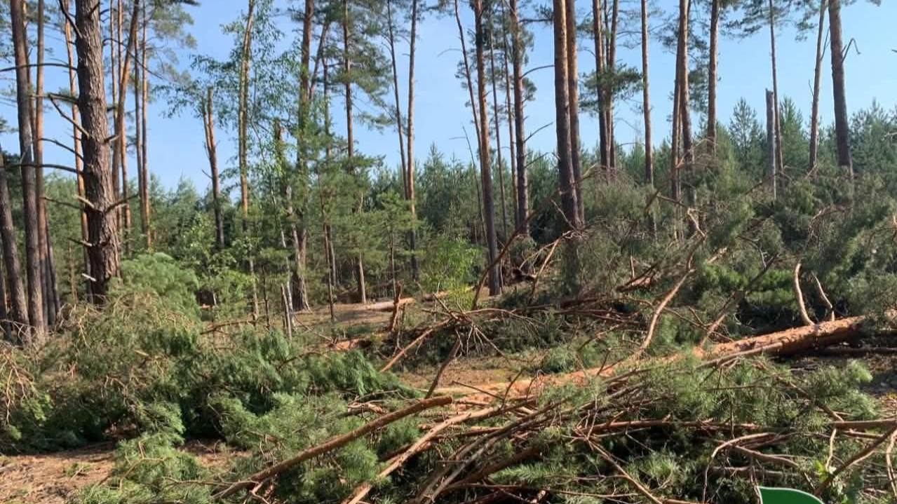 Після буревію на Волині пошкоджено близько 200 гектарів лісів