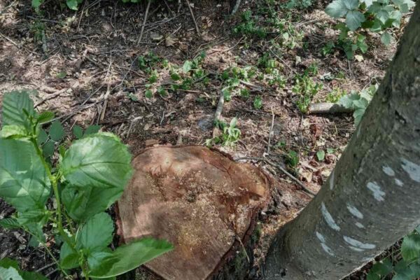 На Волині виявили незаконні порубки на понад 2 млн грн 