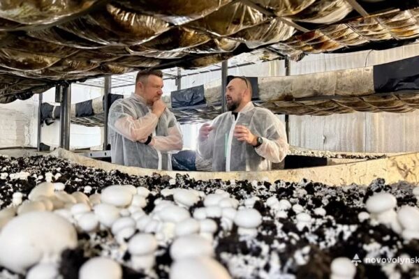 Ветеран з Волині відкрив грибну ферму на місці закинутих приміщень 