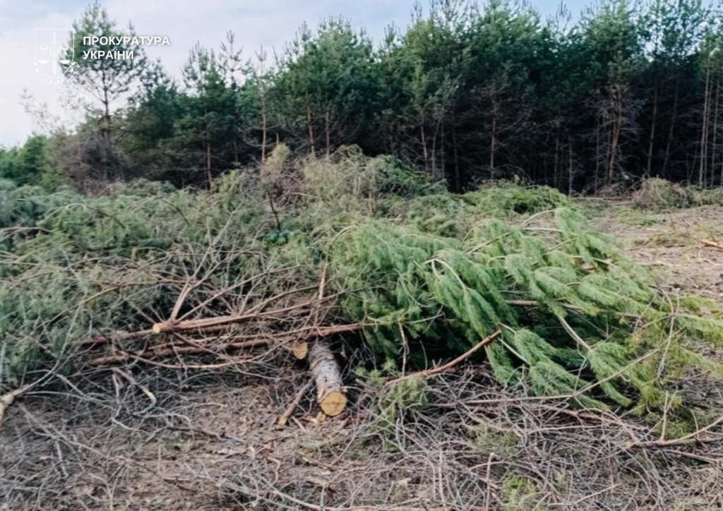 На Волині судять сільського голову за незаконну порубку