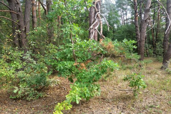 День працівників лісу Волинь 2026 рік